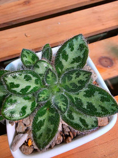 Primulina sinovietnamica 魚骨紋報春苦苣苔