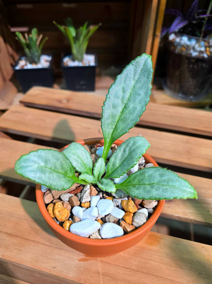 Pearcea sp 白化報春苦苣苔