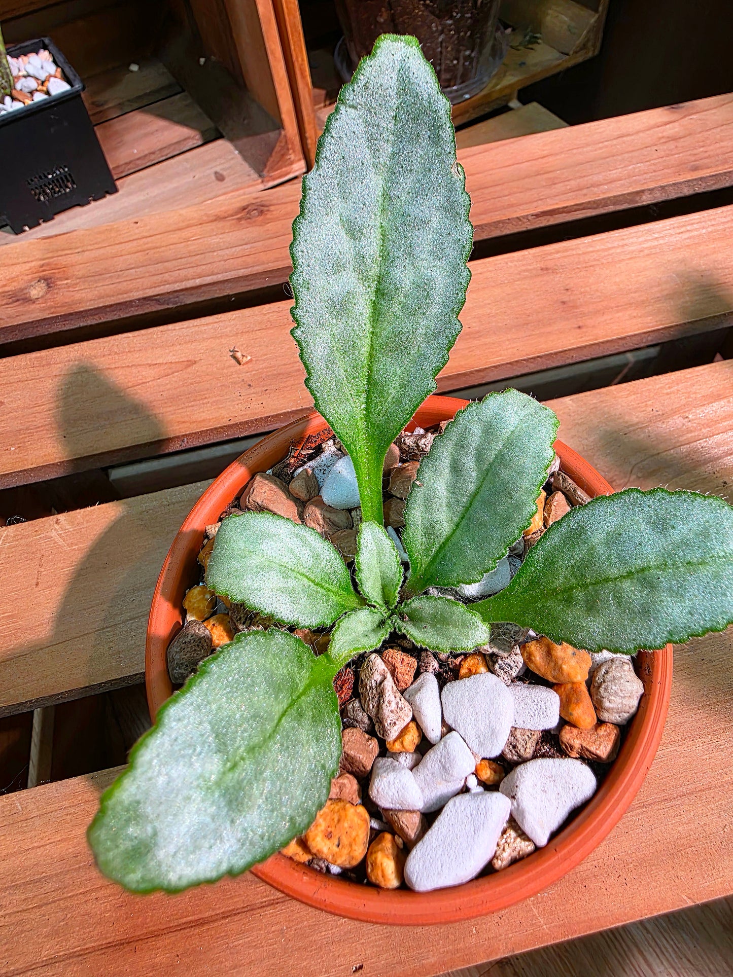 Pearcea sp 白化報春苦苣苔