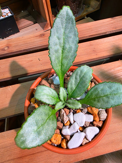 Pearcea sp 白化報春苦苣苔