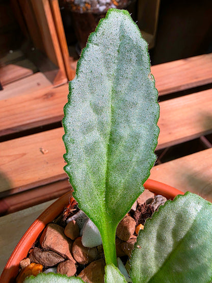 Pearcea sp 白化報春苦苣苔