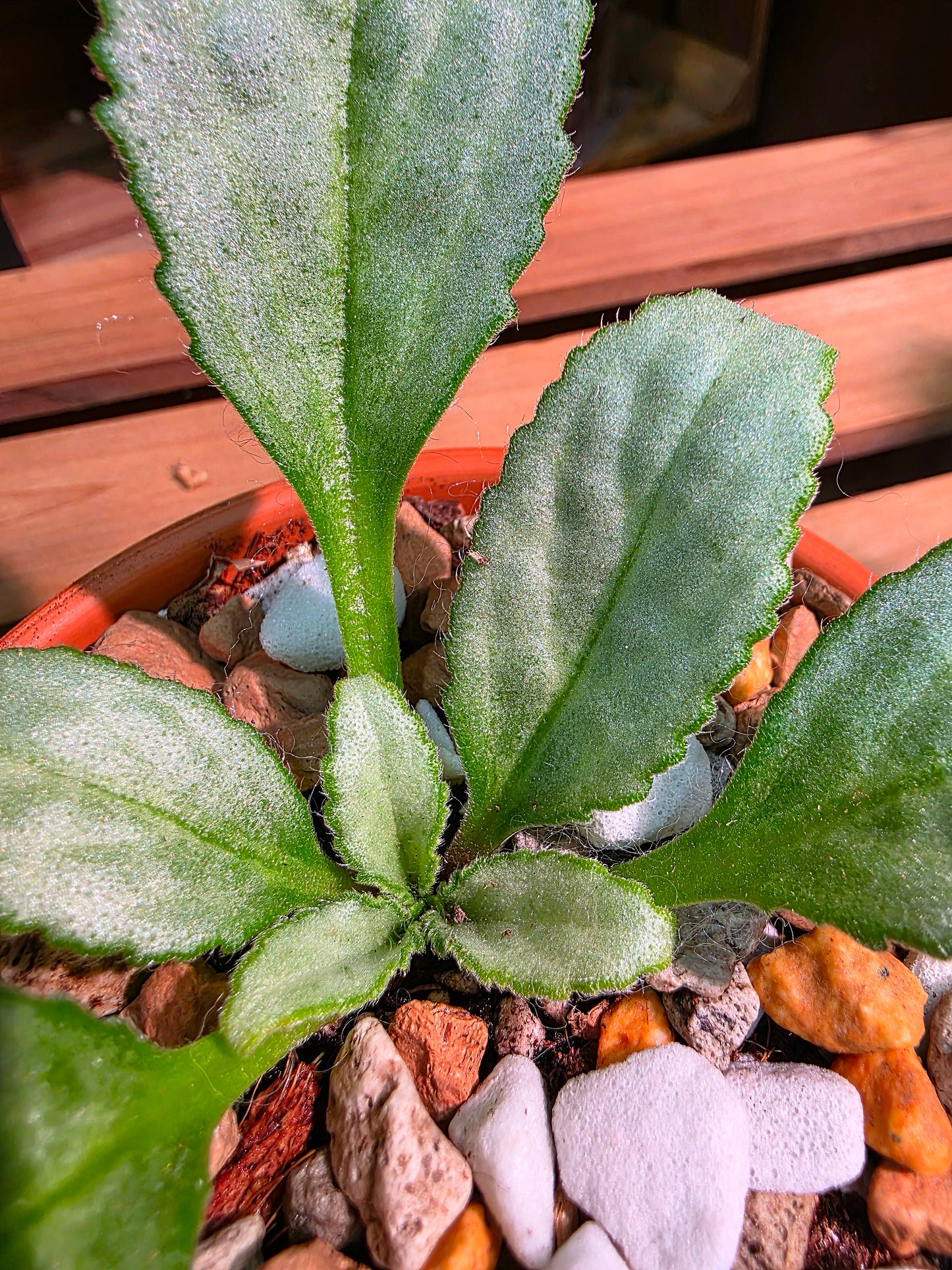 Pearcea sp 白化報春苦苣苔