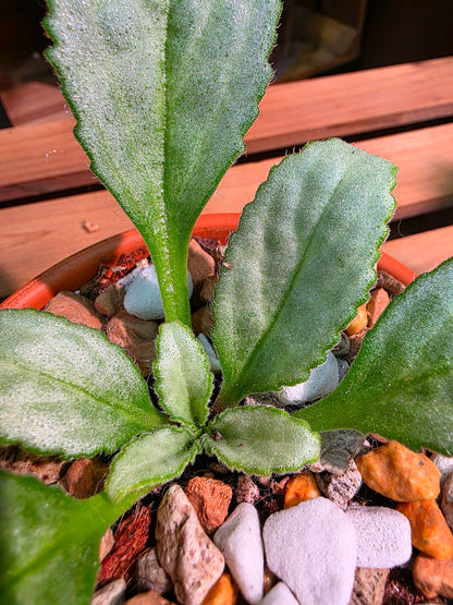 Pearcea sp 白化報春苦苣苔