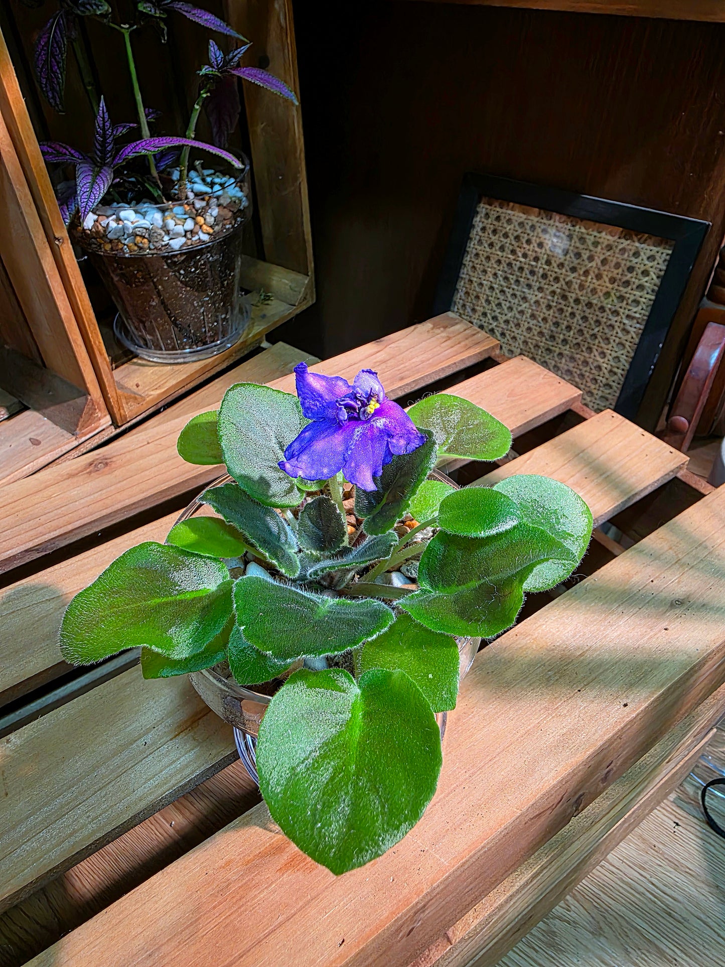 Streptocarpus ionqnthus 非洲紫羅蘭 - 流星