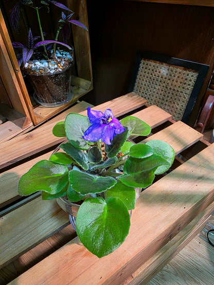 Streptocarpus ionqnthus 非洲紫羅蘭 - 流星