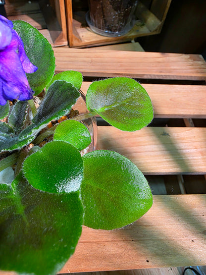 Streptocarpus ionqnthus 非洲紫羅蘭 - 流星