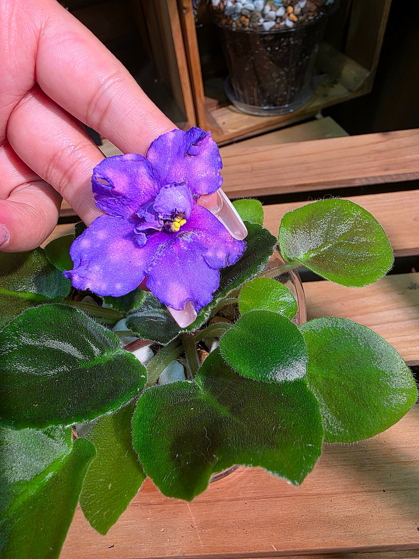 Streptocarpus ionqnthus 非洲紫羅蘭 - 流星