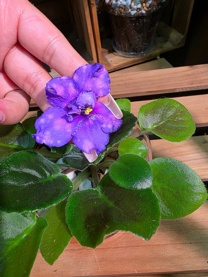 Streptocarpus ionqnthus 非洲紫羅蘭 - 流星