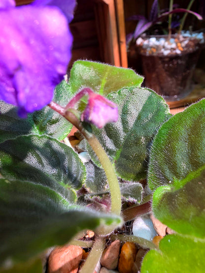 Streptocarpus ionqnthus 非洲紫羅蘭 - 流星