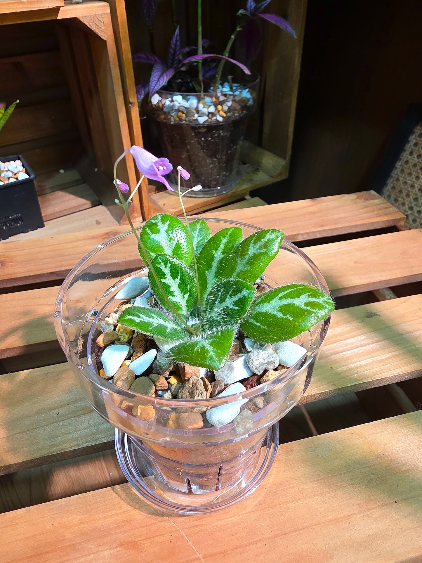 Primulina sinovietnamica 中越報春苦苣苔