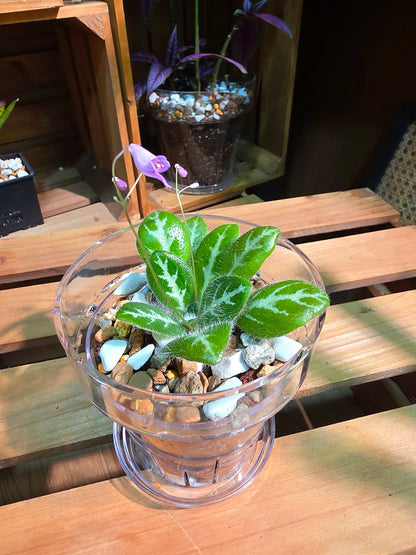 Primulina sinovietnamica 中越報春苦苣苔