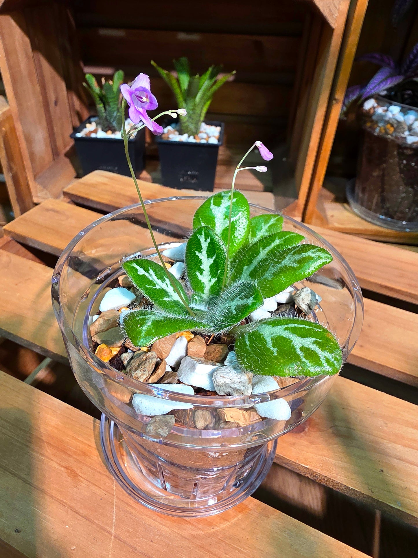 Primulina sinovietnamica 中越報春苦苣苔