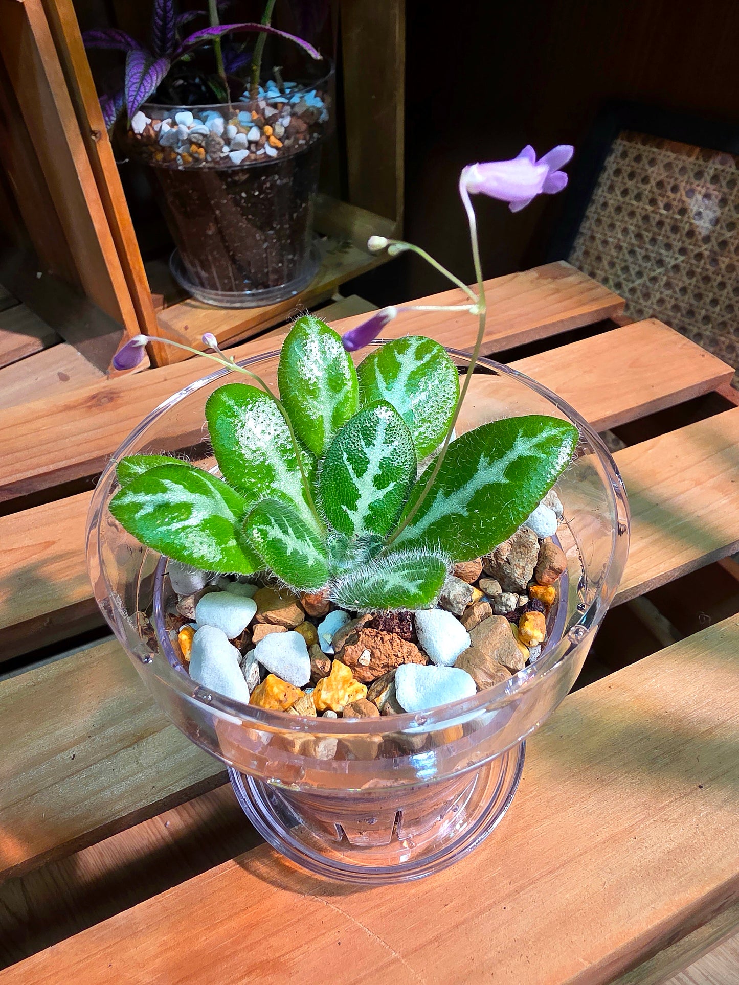 Primulina sinovietnamica 中越報春苦苣苔