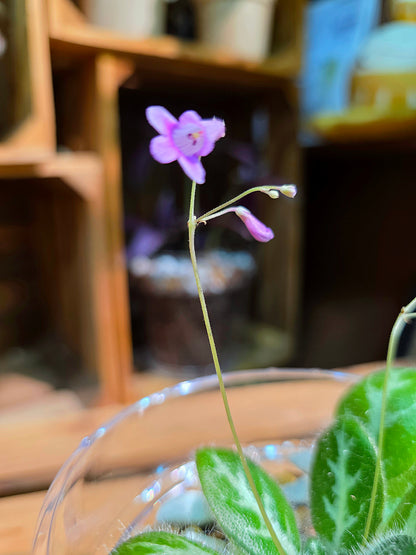 Primulina sinovietnamica 中越報春苦苣苔