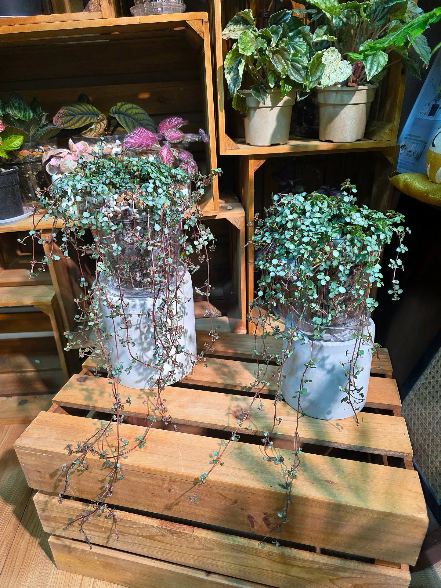 Pilea glaucophylla BB草