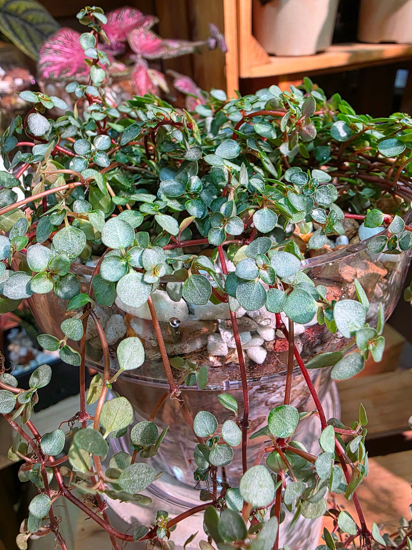 Pilea glaucophylla BB草