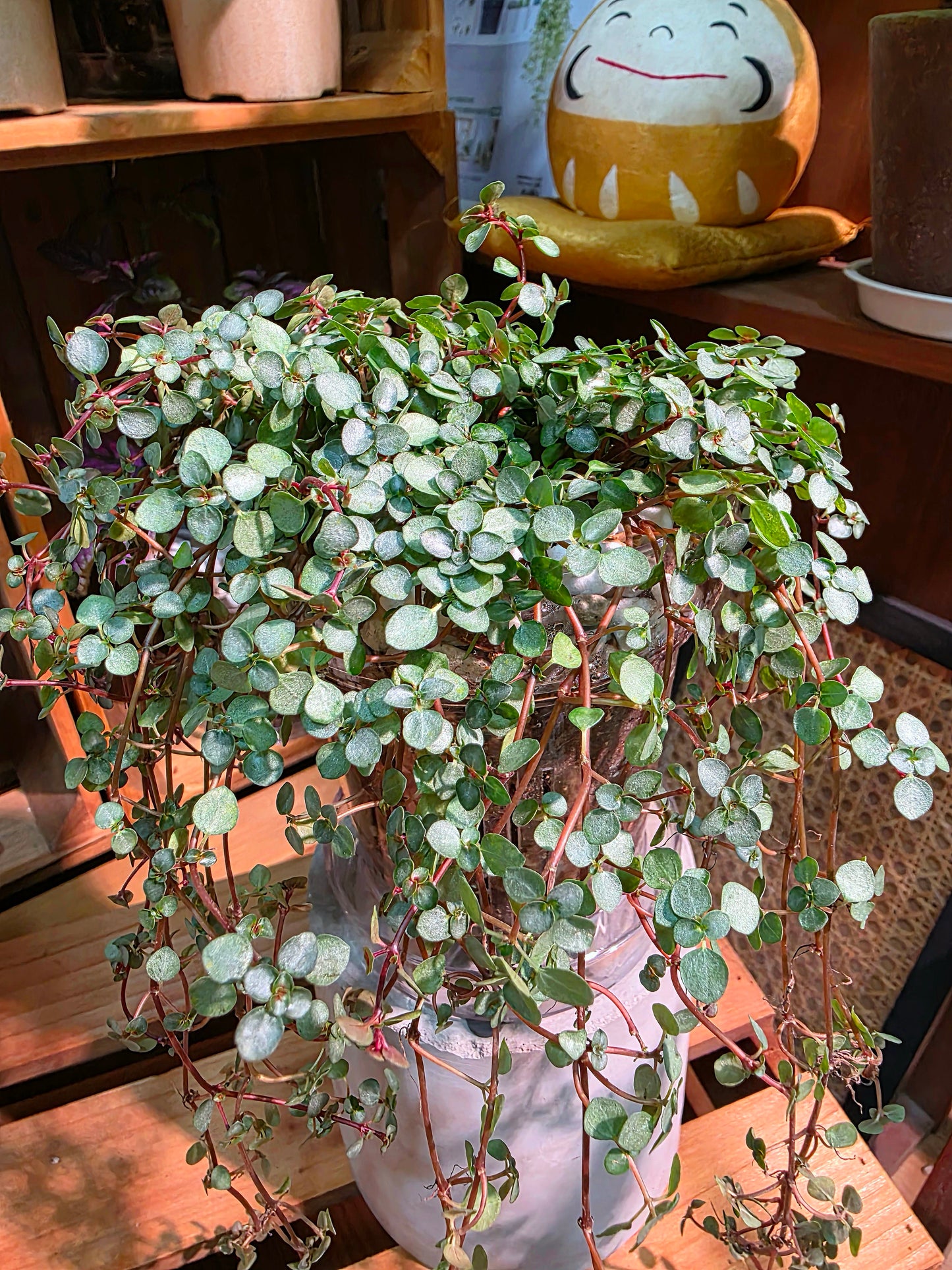 Pilea glaucophylla BB草