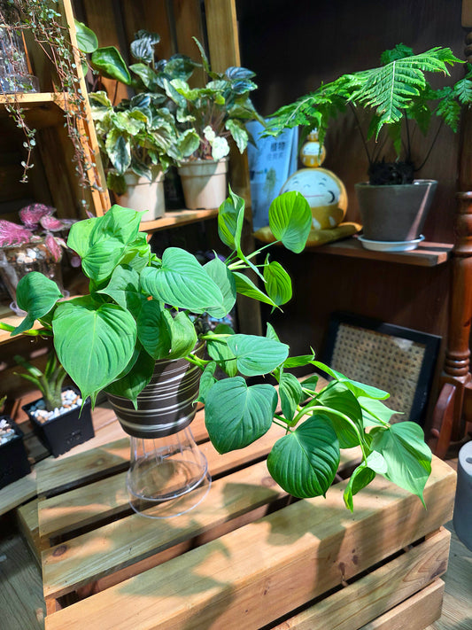 Philodendron fibraecataphyllum Peruvian Philodendron