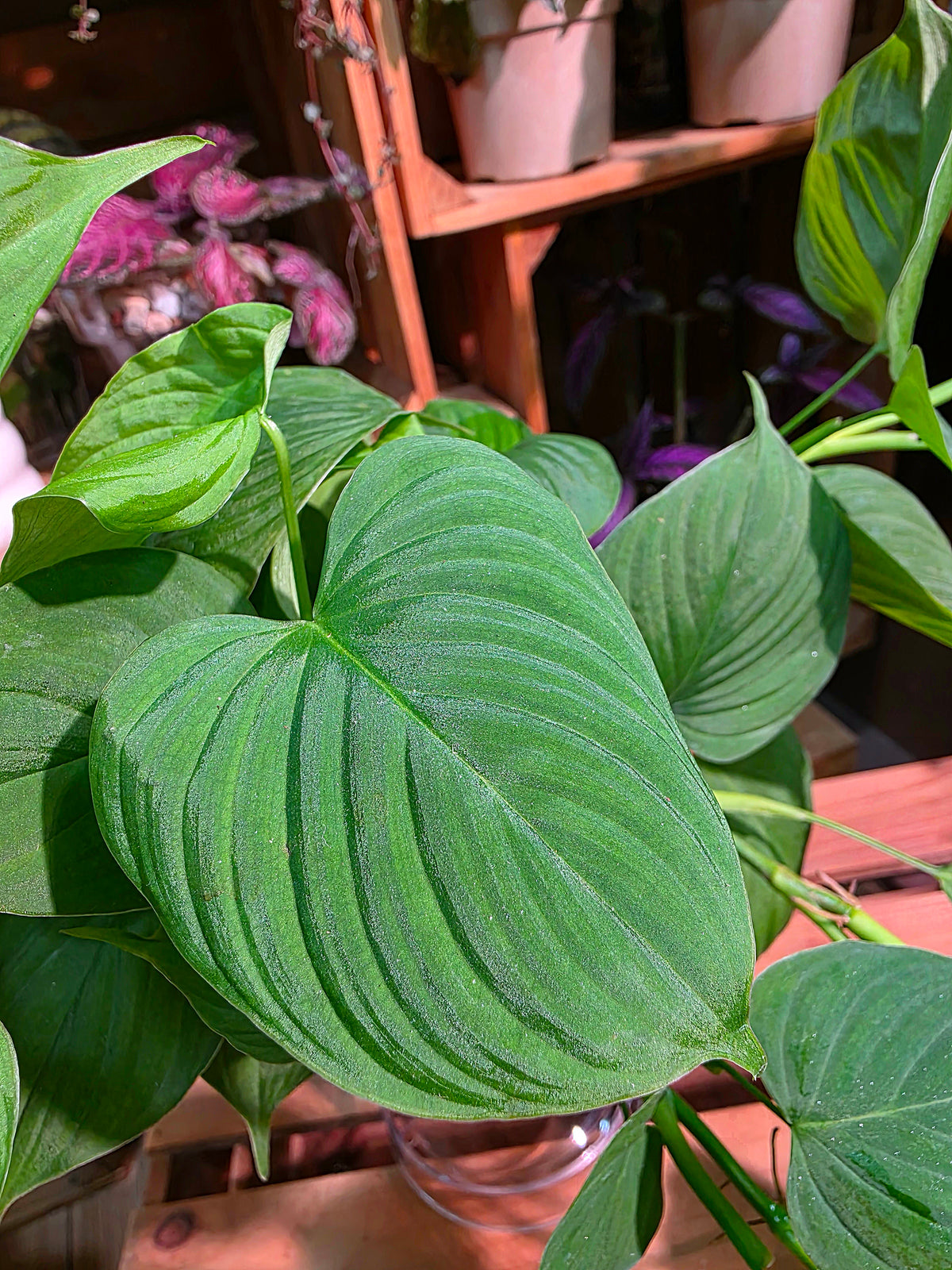 Philodendron fibraecataphyllum Peruvian Philodendron
