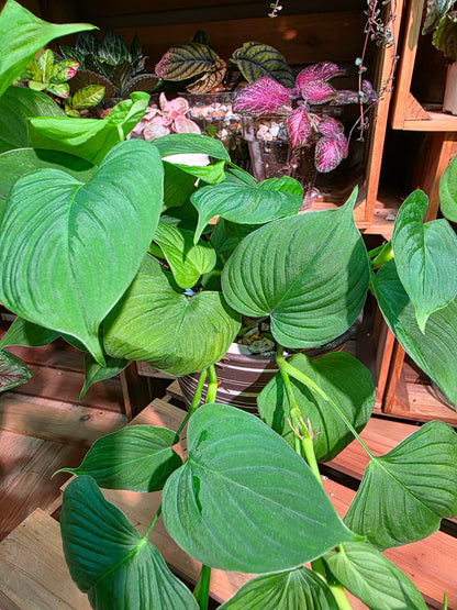 Philodendron fibraecataphyllum Peruvian Philodendron