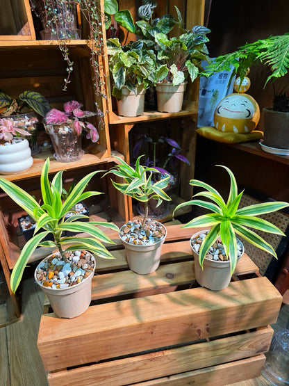 Dracaena reflexa variegata song of india 金邊百合竹