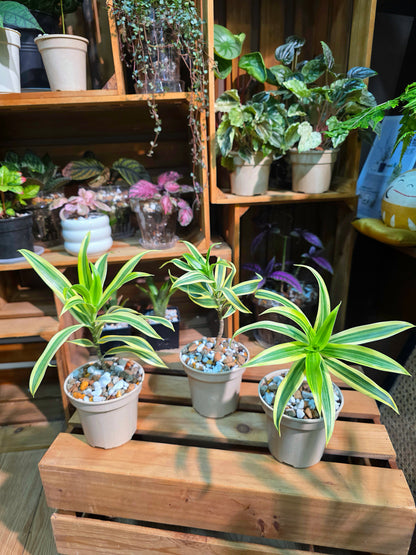 Dracaena reflexa variegata song of india 金邊百合竹