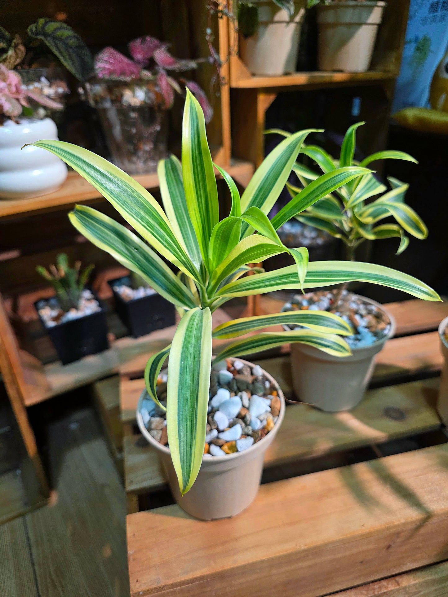 Dracaena reflexa variegata song of india 金邊百合竹