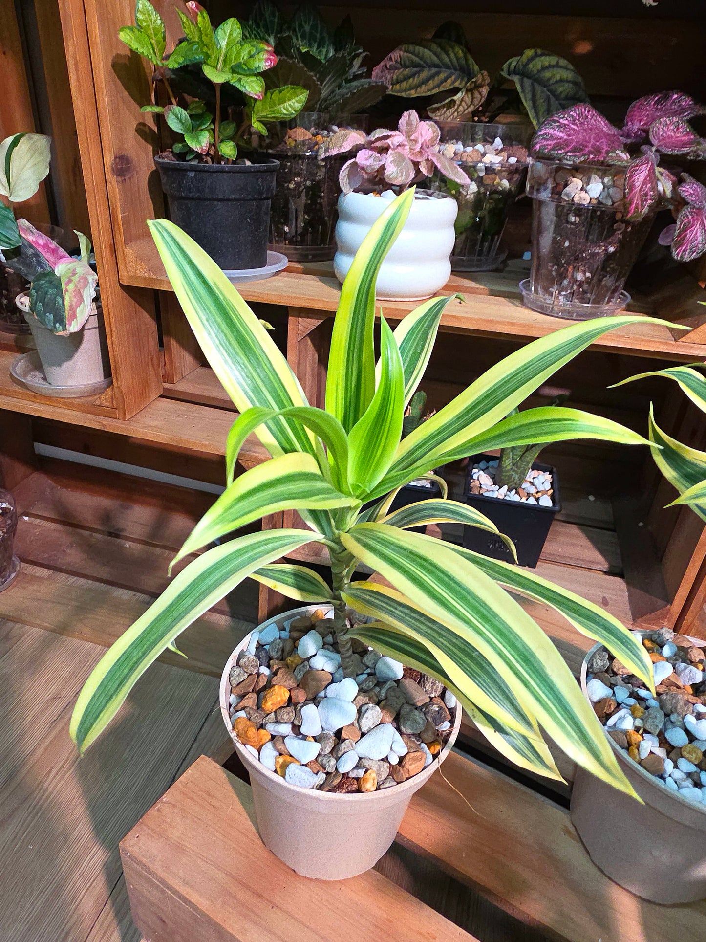 Dracaena reflexa variegata song of india 金邊百合竹