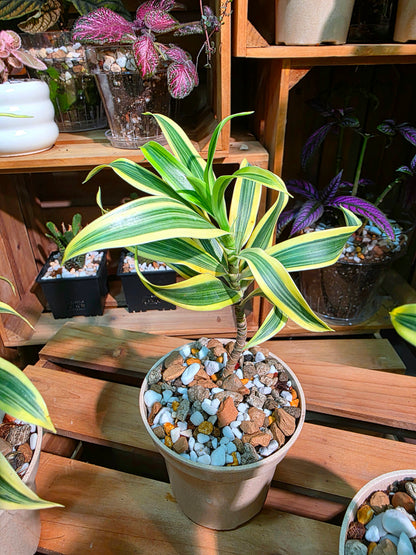 Dracaena reflexa variegata song of india 金邊百合竹