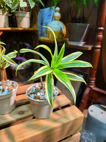 Dracaena reflexa variegata song of india 金邊百合竹