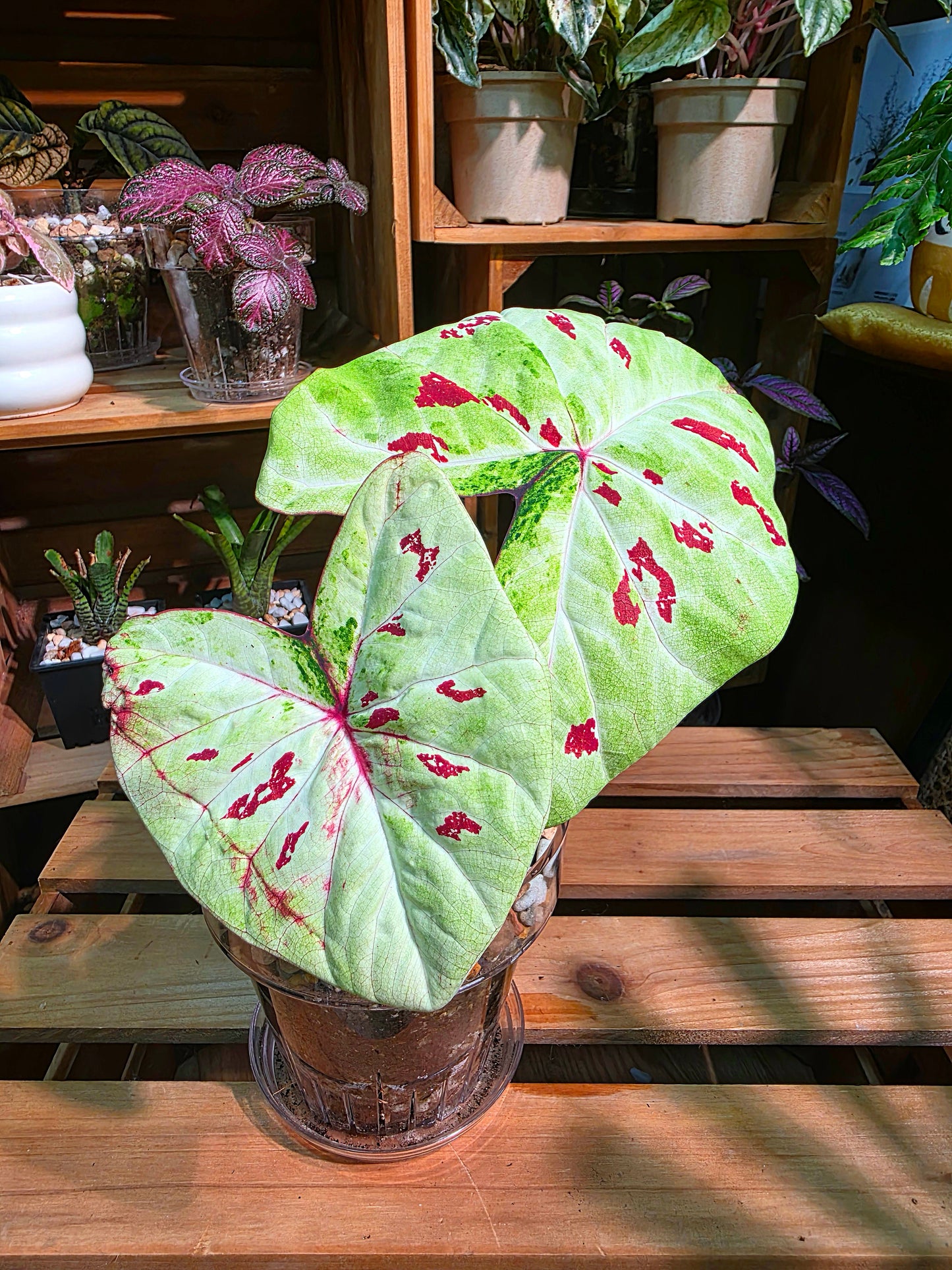 Caladium matcha beans Matcha Red Bean Caladium