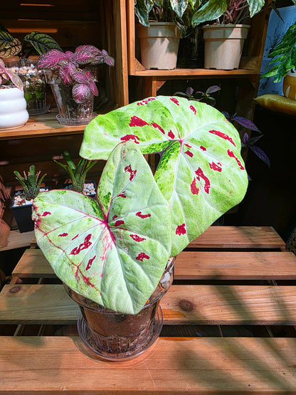 Caladium matcha beans Matcha Red Bean Caladium