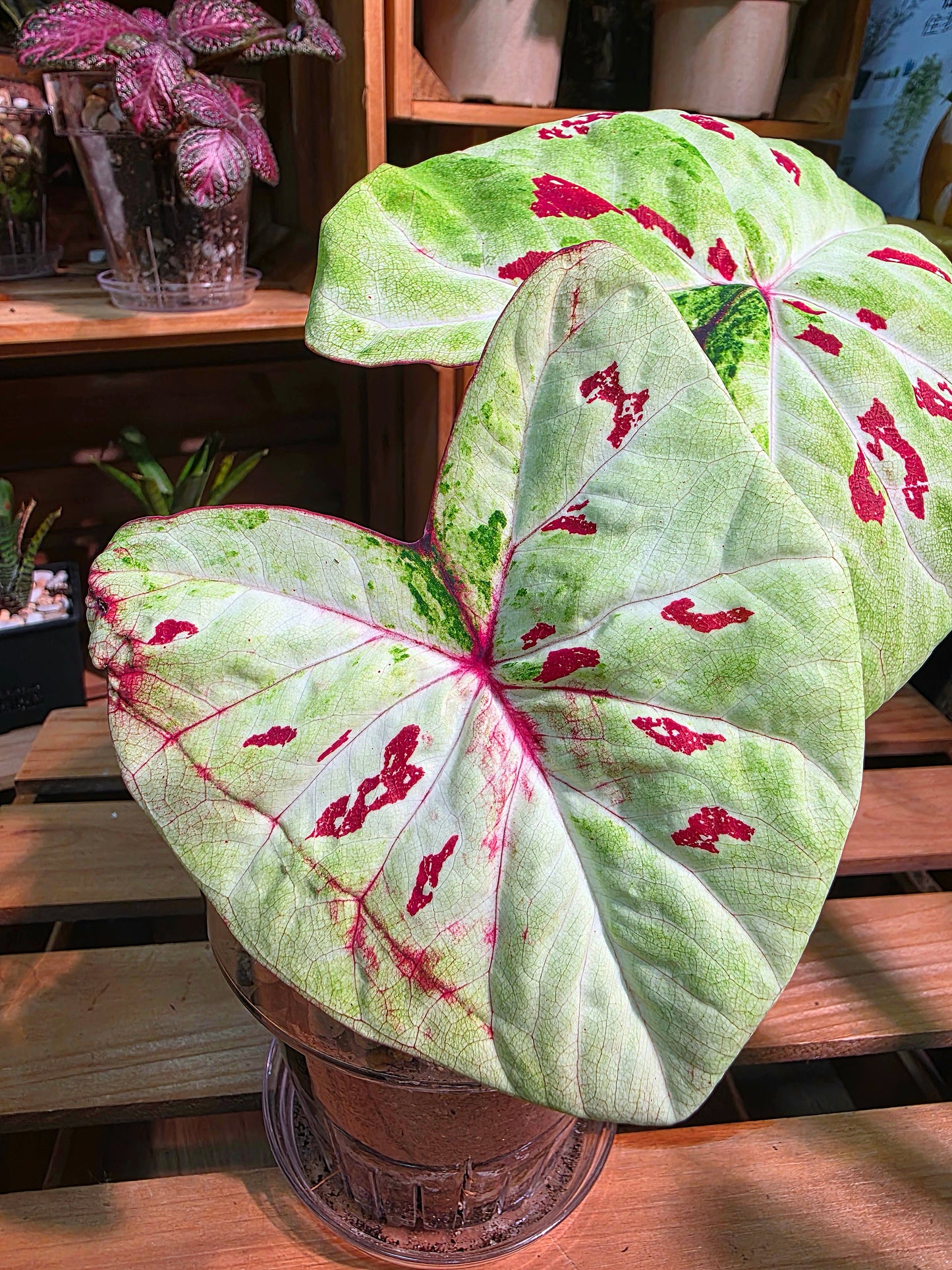 Caladium matcha beans Matcha Red Bean Caladium
