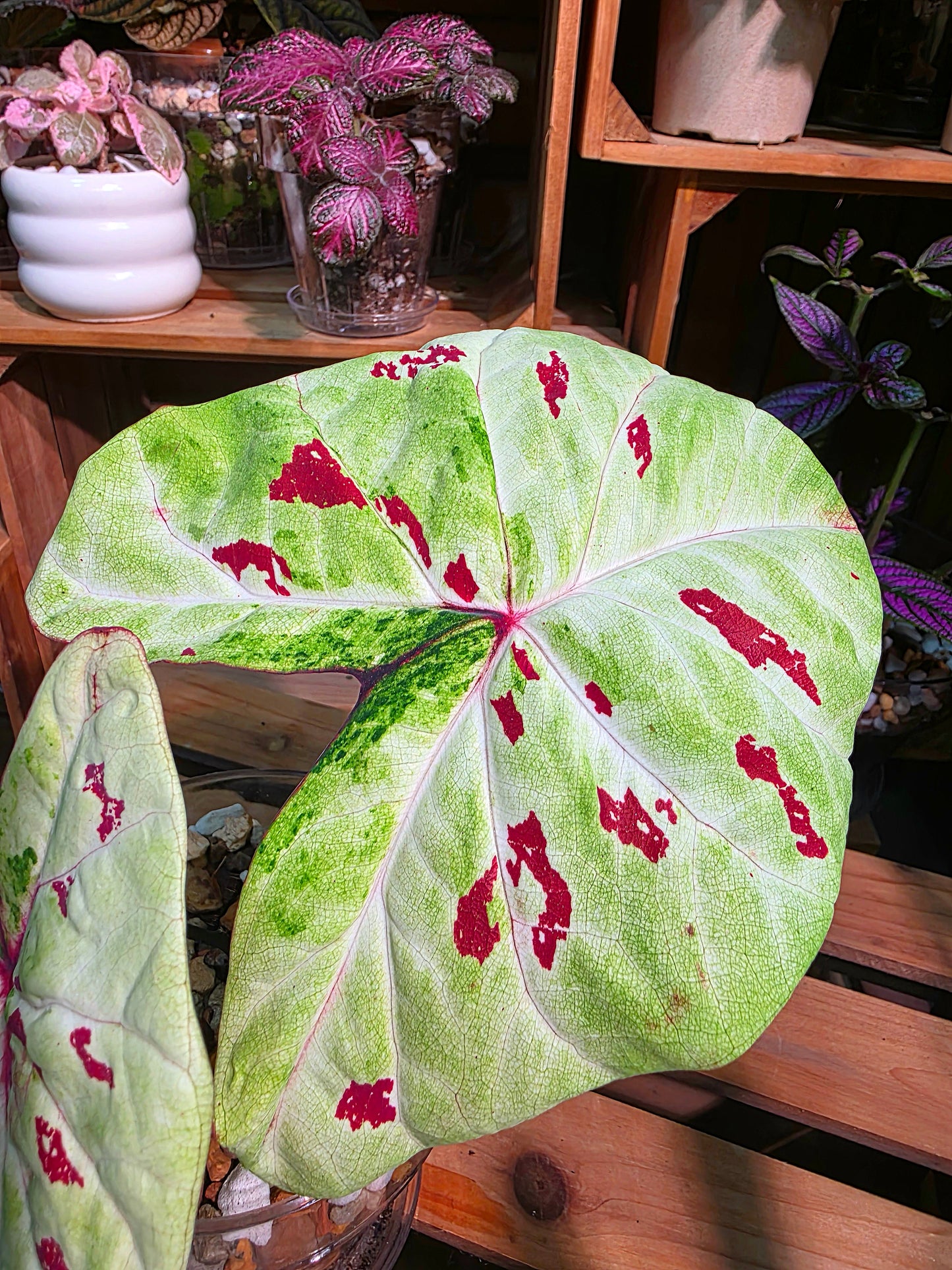 Caladium matcha beans Matcha Red Bean Caladium