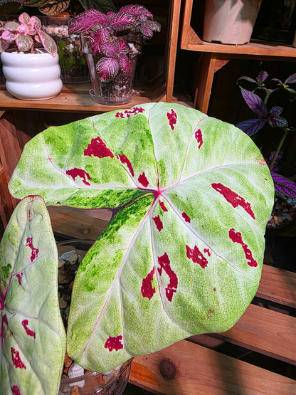 Caladium matcha beans Matcha Red Bean Caladium