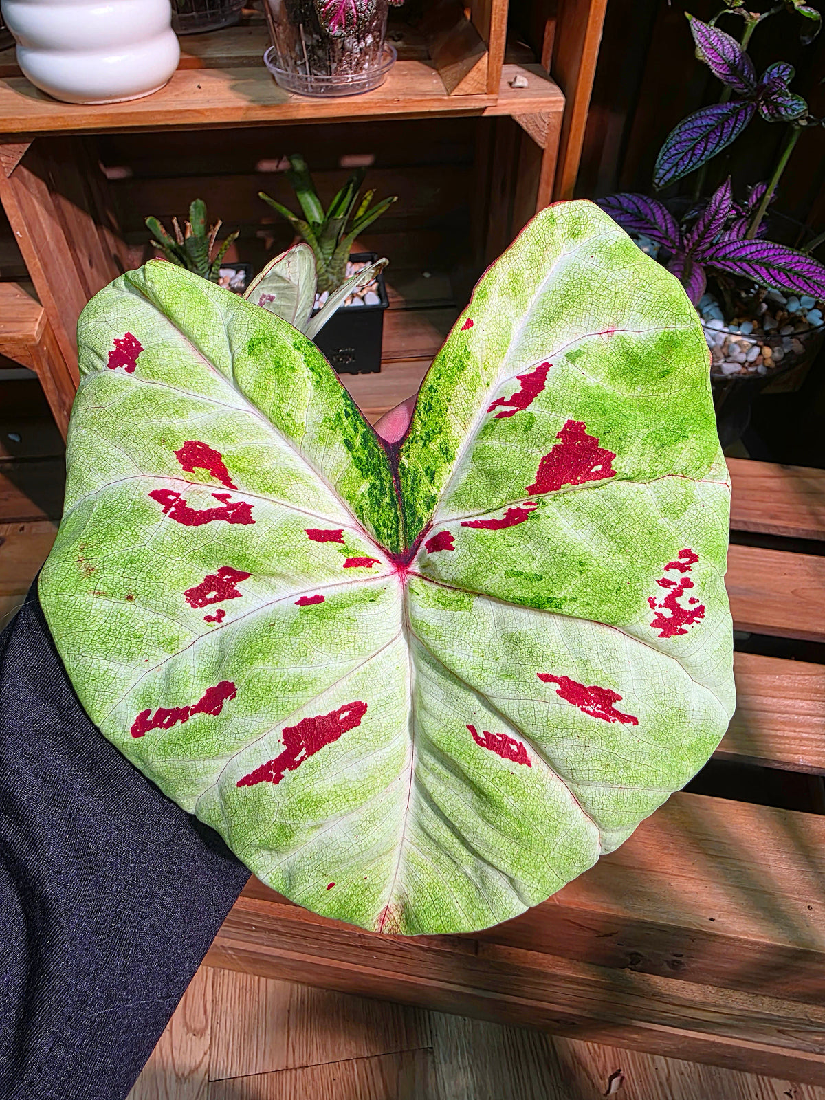 Caladium matcha beans Matcha Red Bean Caladium