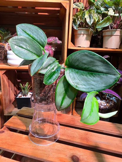 Scindapsus treubii Moonlight 藍月光藤芋