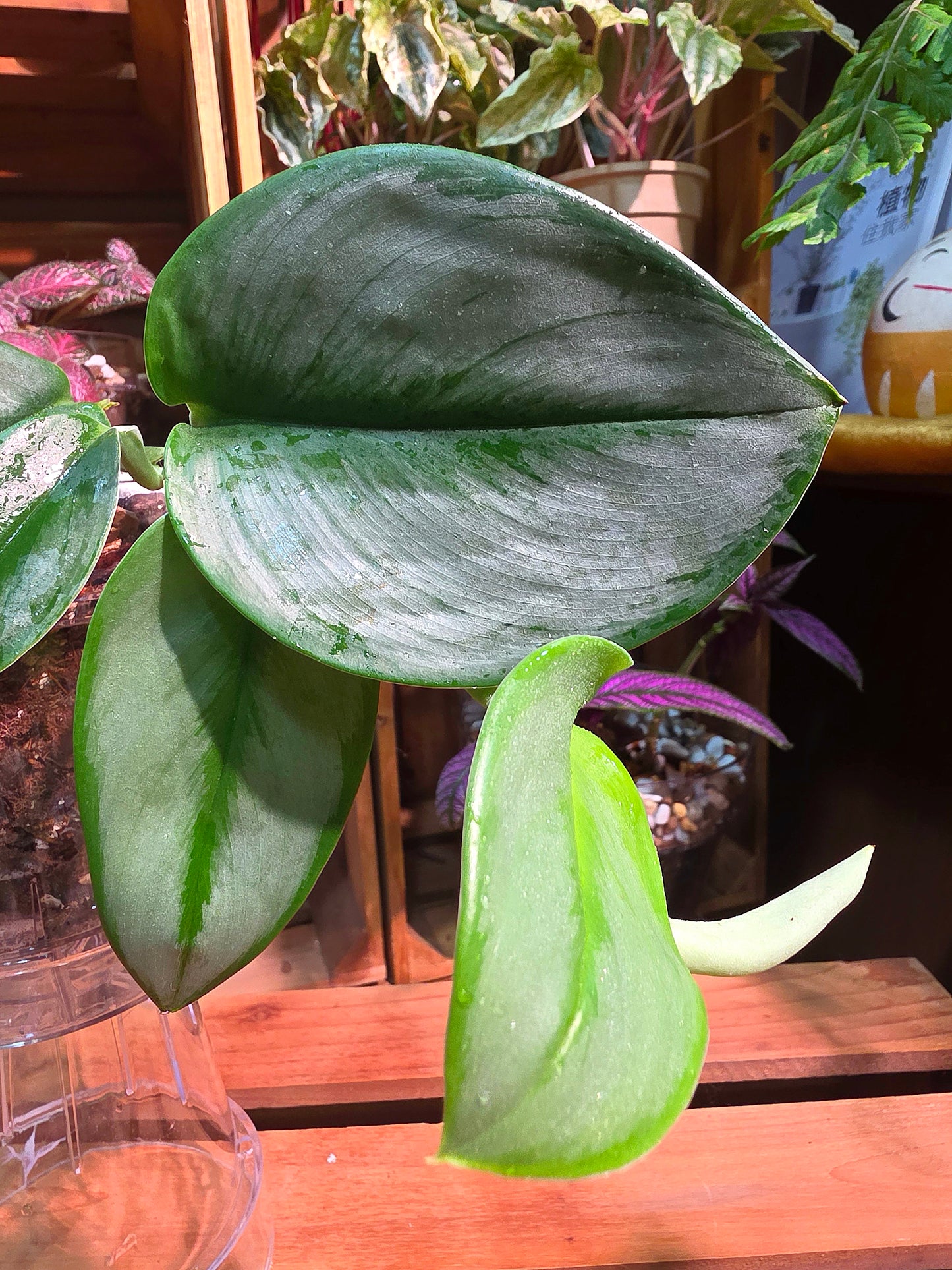 Scindapsus treubii Moonlight 藍月光藤芋