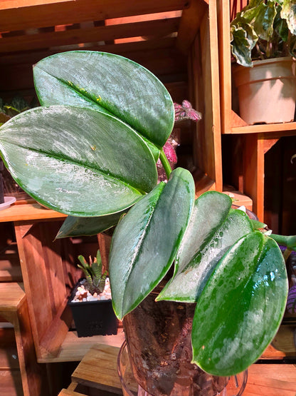 Scindapsus treubii Moonlight 藍月光藤芋