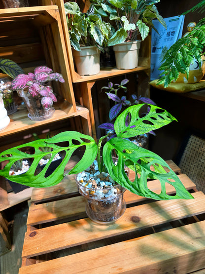 Monstera epipremnoides 巨洞龜背竹