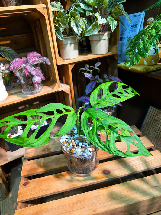 Monstera epipremnoides