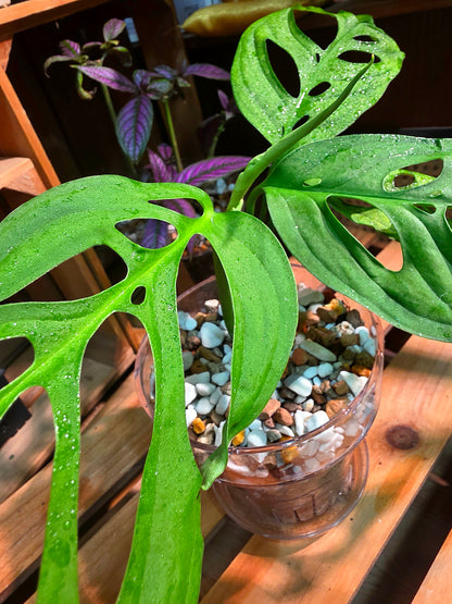 Monstera epipremnoides 巨洞龜背竹
