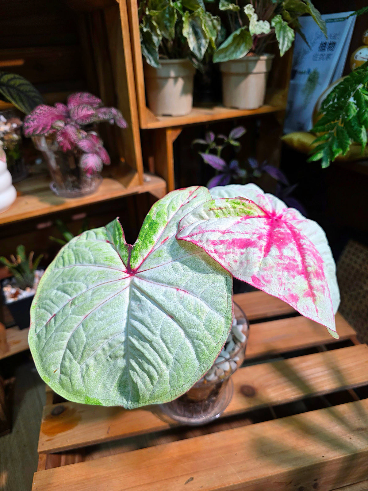 Caladium Thailand - Matcha God of Time