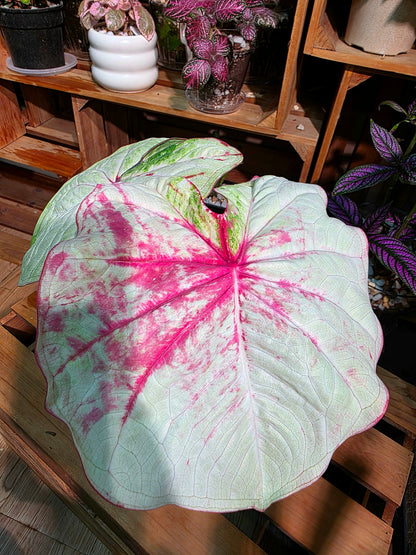 Caladium Thailand - Matcha God of Time
