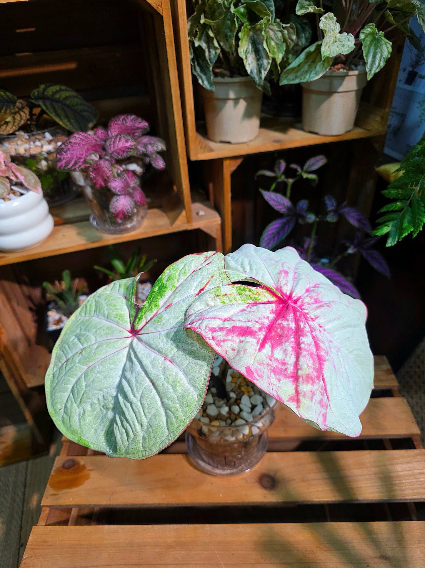 Caladium Thailand - Matcha God of Time
