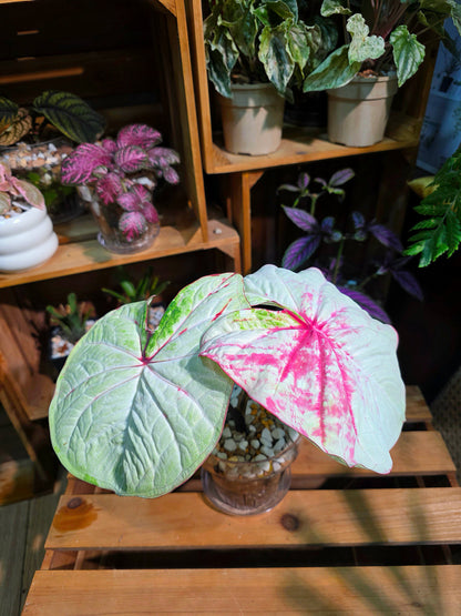 Caladium Thailand - Matcha God of Time