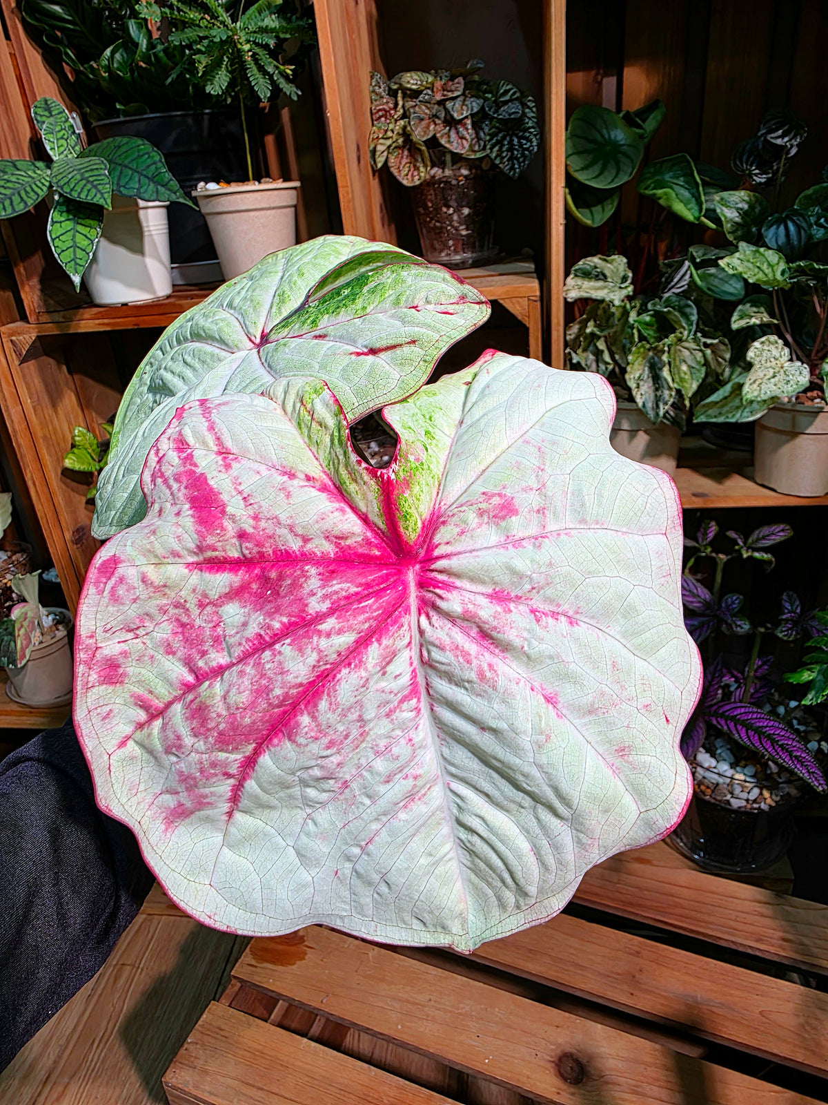 Caladium Thailand - Matcha God of Time