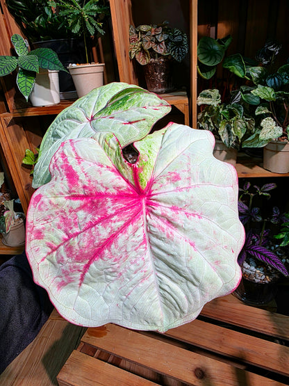 Caladium Thailand - Matcha God of Time