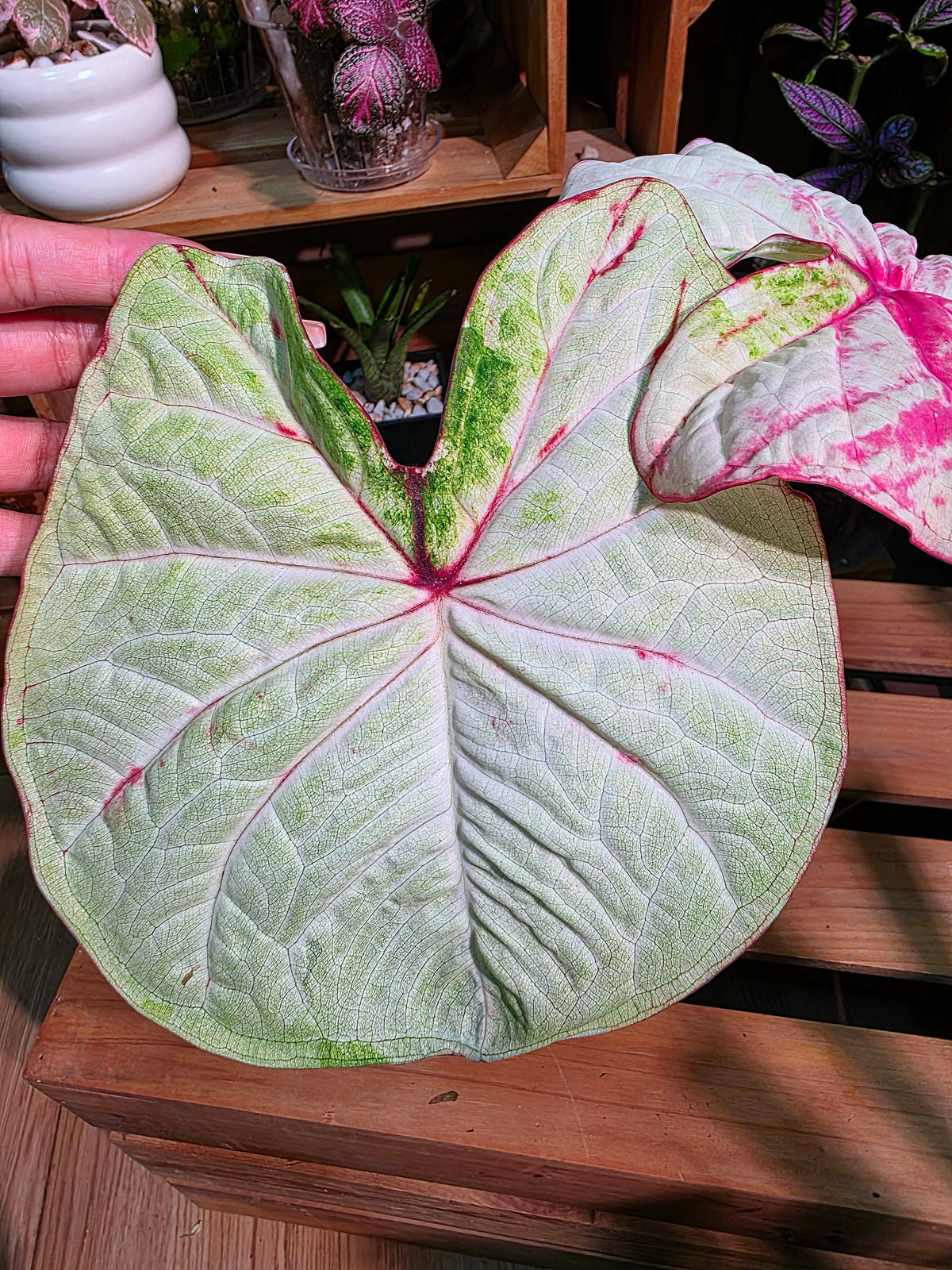 Caladium Thailand - Matcha God of Time