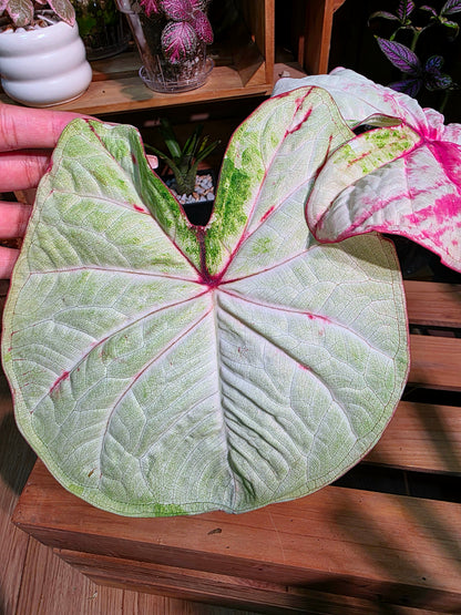 Caladium Thailand - Matcha God of Time